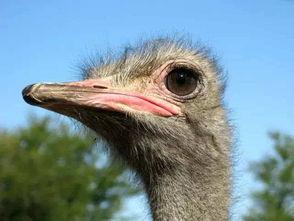 鸵鸟吃佛手瓜吗好吗视频,一场奇妙的味蕾冒险