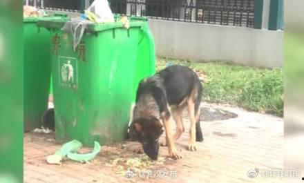 警犬吃瓜事件视频,一场关于忠诚与误会的风波