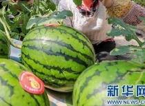 河北疫情吃瓜最新消息视频,吃瓜群众视角下的防疫纪实