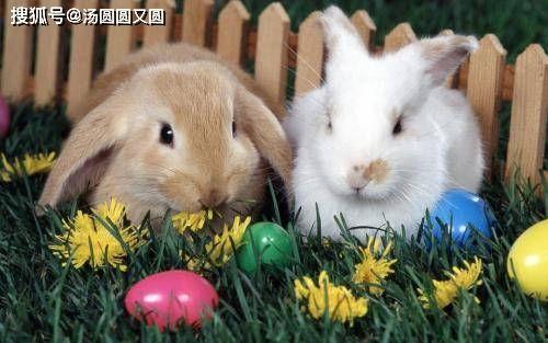 兔子吃茭瓜好吗视频教程,营养与饲养技巧详解