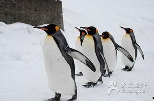 企鹅吃哈密瓜视频播放下载,萌趣视频播放下载热潮