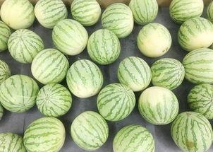 想做一个吃瓜视频怎么做,如何制作吸睛的吃瓜视频教程