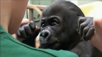 吃瓜的猩猩搞笑视频大全,吃瓜猩猩带你笑翻天