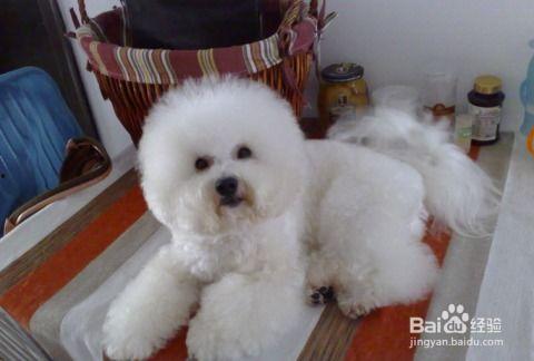 比熊可以吃小白瓜吗视频,比熊犬适宜食用小白瓜的实证分析