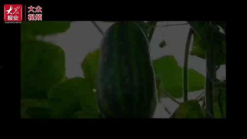 天花板动感吃瓜视频,揭秘天花板动感吃瓜视频的神奇魅力